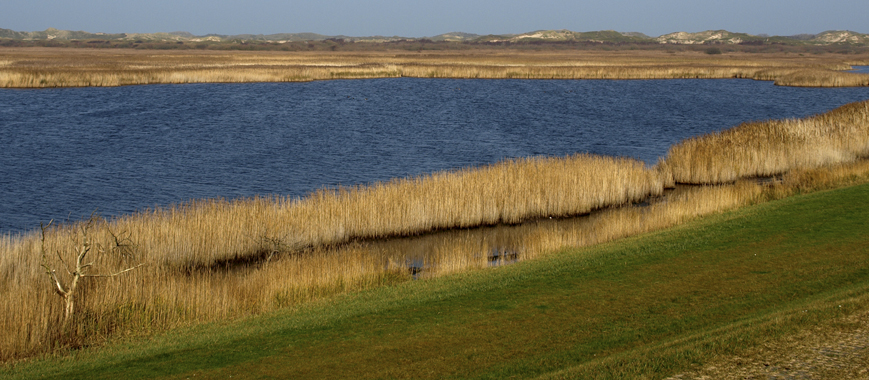 Schilf am Stand von Norderney