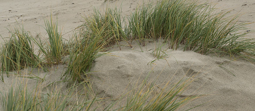 Düne am Stand von Norderney