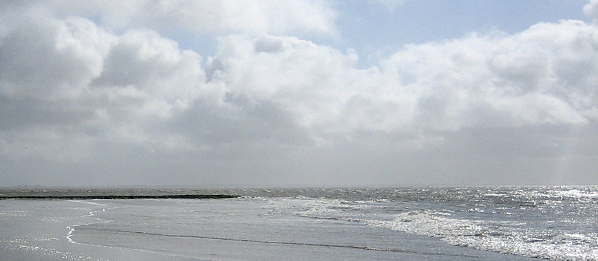 Möve am Strand Norderney