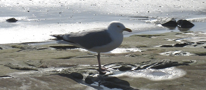 wunderschöner Stand auf Norderney